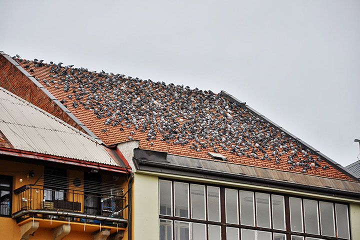 A2B Pest Control are able to install spikes to deter birds from roofs in Wombwell. 