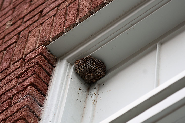 We provide a wasp nest removal service for domestic and commercial properties in Wombwell.